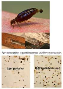 Ágyi poloska ürülék